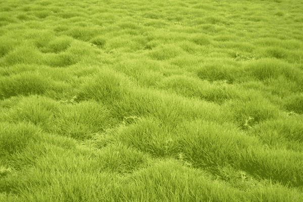 马尼拉草坪是四季常青吗有什么特点