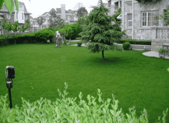 马尼拉草皮为什么发黄和建植三要素