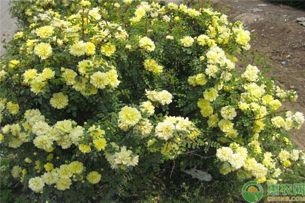 黄刺玫的价格
