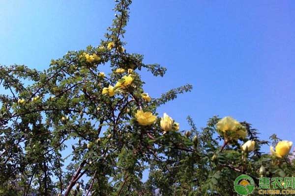 黄刺玫的养殖方法