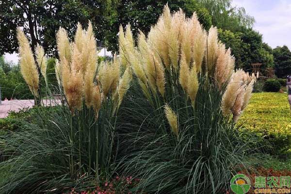观赏草品种