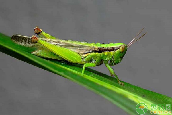 蚂蚱的种类
