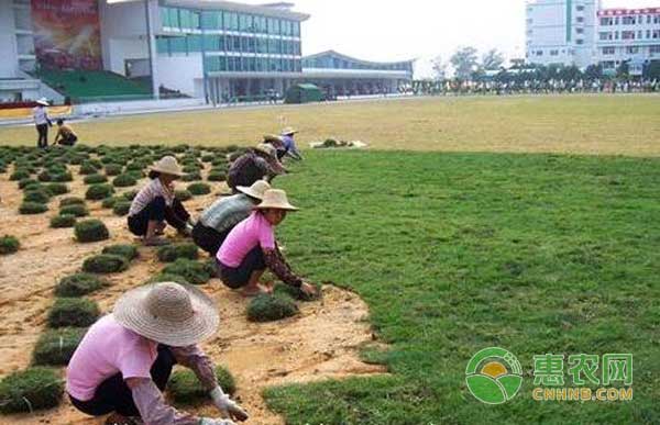 种植草坪点燃龙渠村贫困户的致富梦