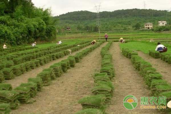 种植草坪点燃龙渠村贫困户的致富梦